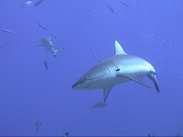 shark005.jpg
